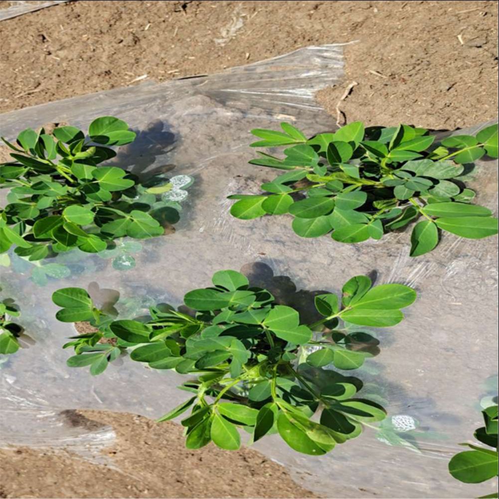 Agricultural Farm Greenhouse P - Greenhouse Plastic Film review and price
