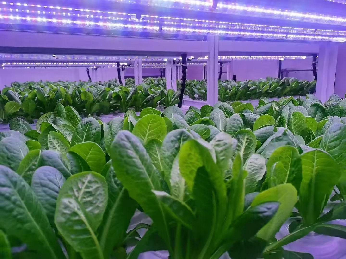 Vertical Farm Hydroponic Tower - Hydroponic Farming Agriculture review and price