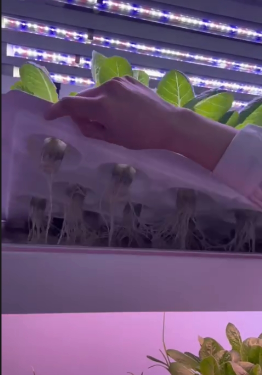 Vertical Farm Hydroponic Tower - Hydroponic Farming Agriculture review and price