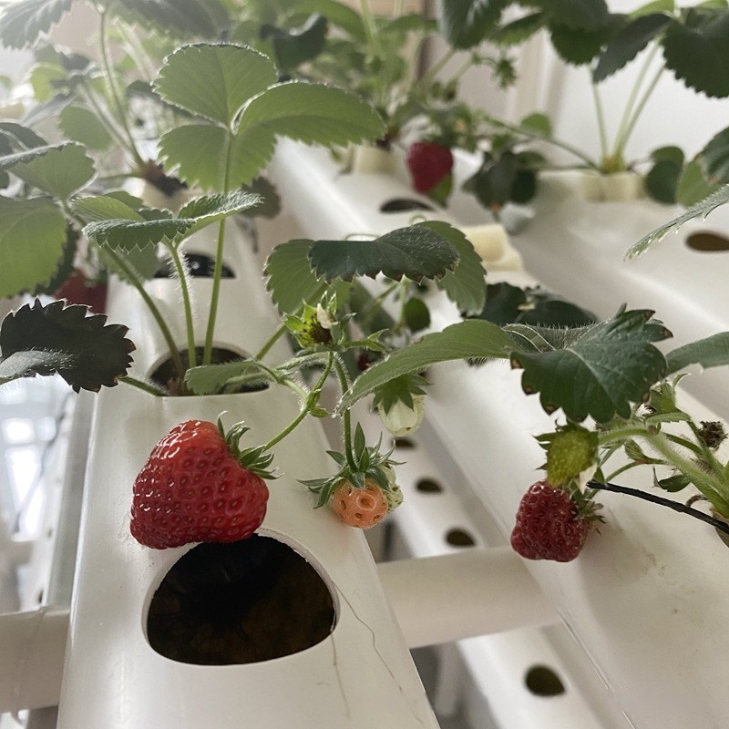 Hydroponic Channel Pipe PVC Ag - Hydroponic Farming Agriculture review and price