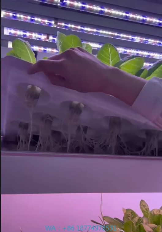 f Greenhouse Agricultural Equi - Hydroponic Farming Agriculture review and price