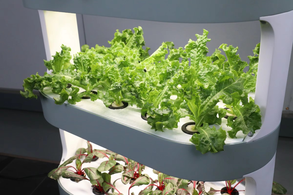 Factory Wholesale Unique Farm  - Hydroponic Farming Agriculture review and price