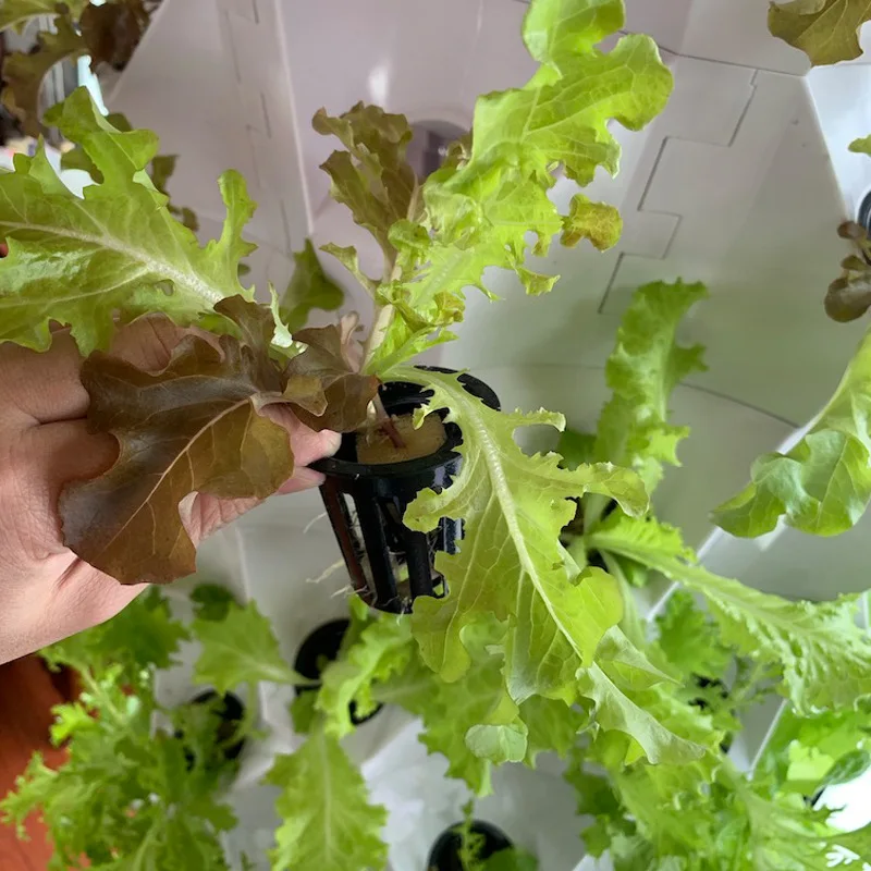 Agricultural Greenhouses Verti - Hydroponic Farming Agriculture review and price