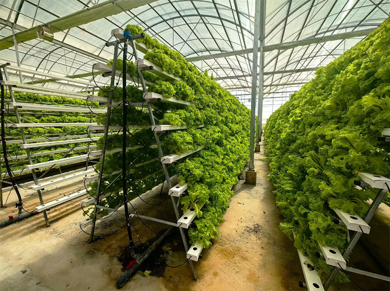 Agricultural Greenhouses Lettu - Hydroponic Farming Agriculture review and price
