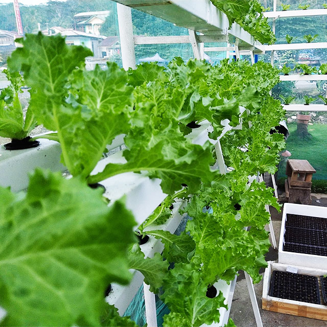 Agricultural Greenhouses Lettu - Hydroponic Farming Agriculture review and price